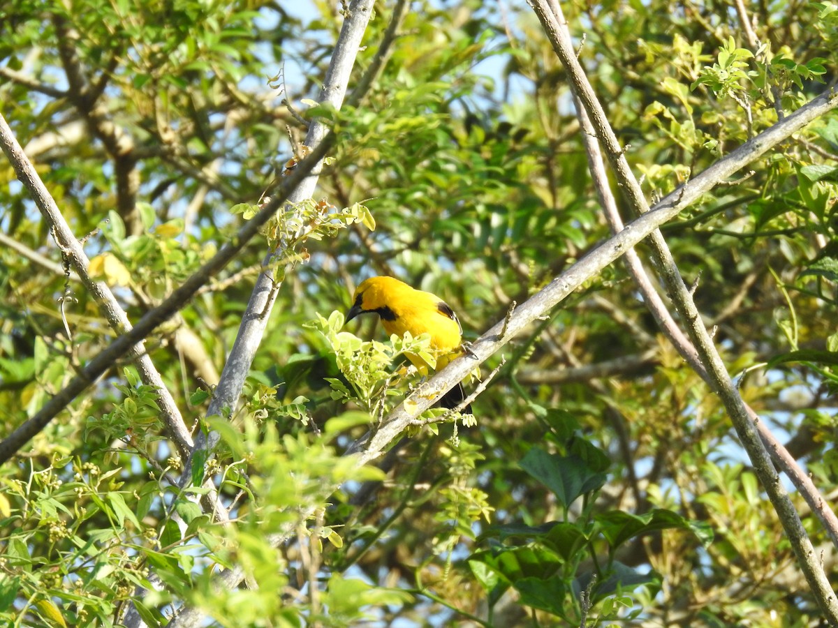 Yellow Oriole - ML633780622