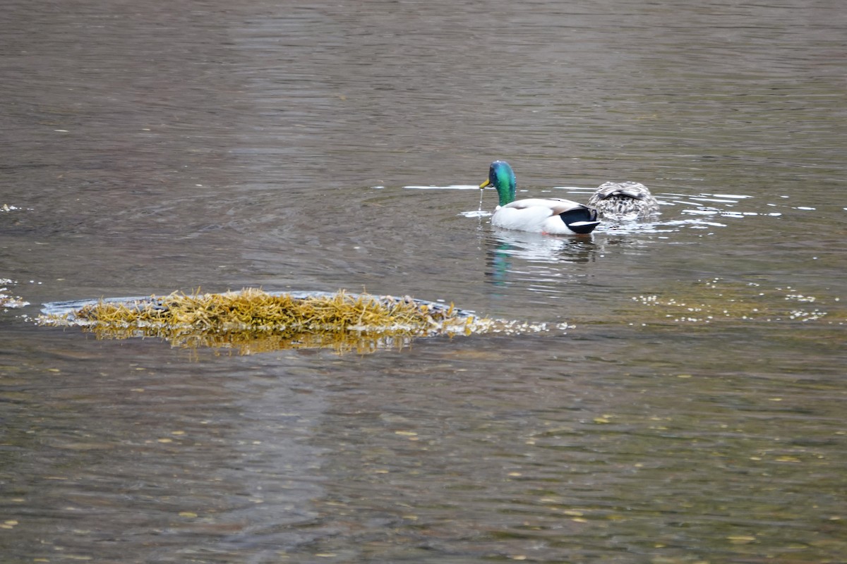 Canard colvert - ML633780624
