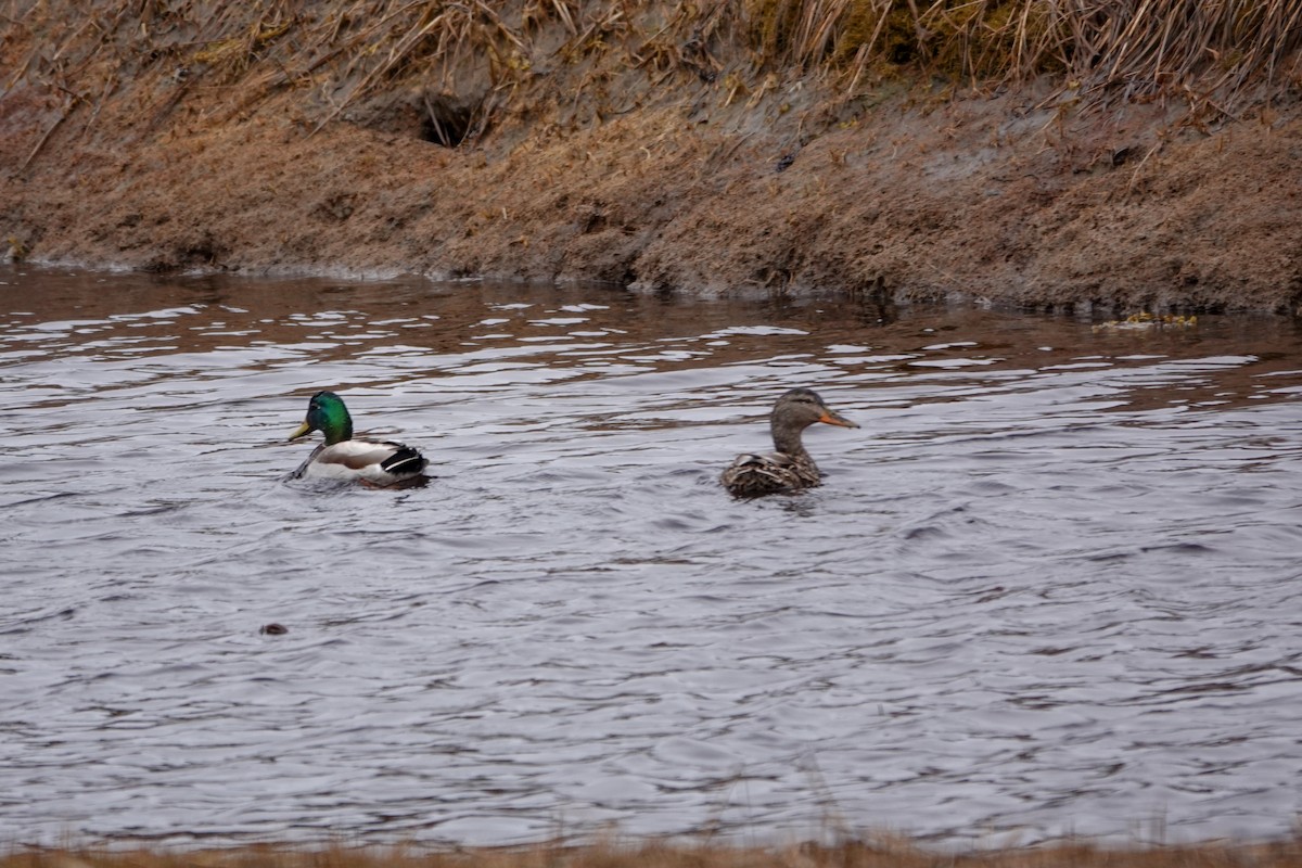 Canard colvert - ML633780629