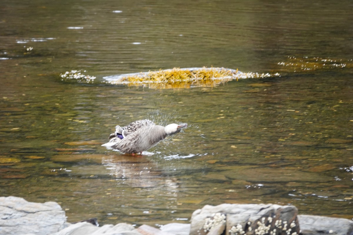 Canard colvert - ML633780634