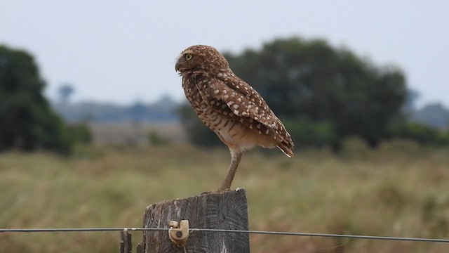 Burrowing Owl - ML633780668