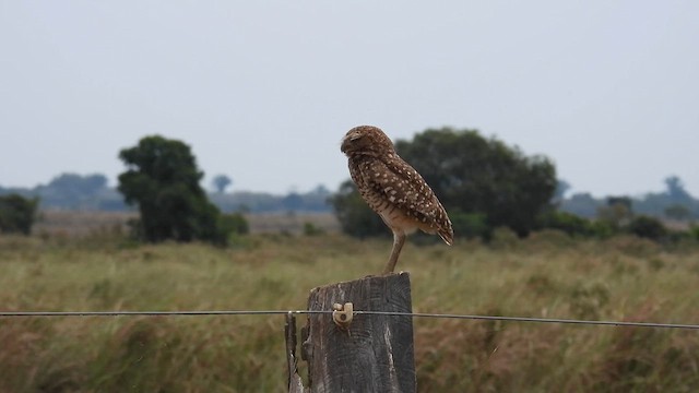Burrowing Owl - ML633780669