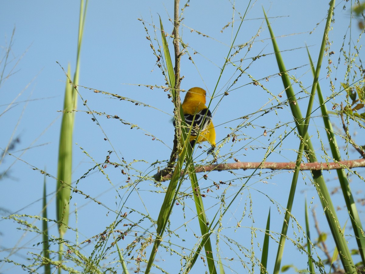 Yellow Oriole - ML633780673