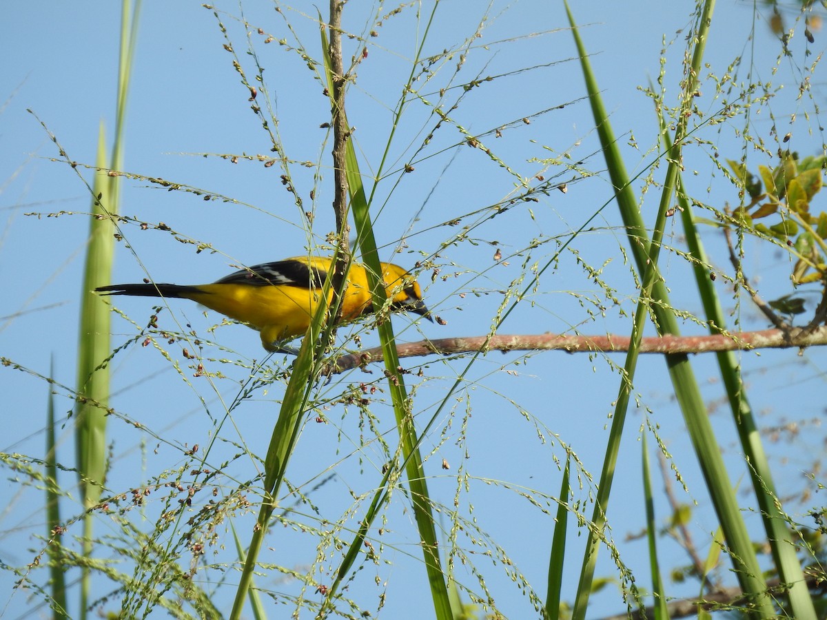 Yellow Oriole - ML633780674