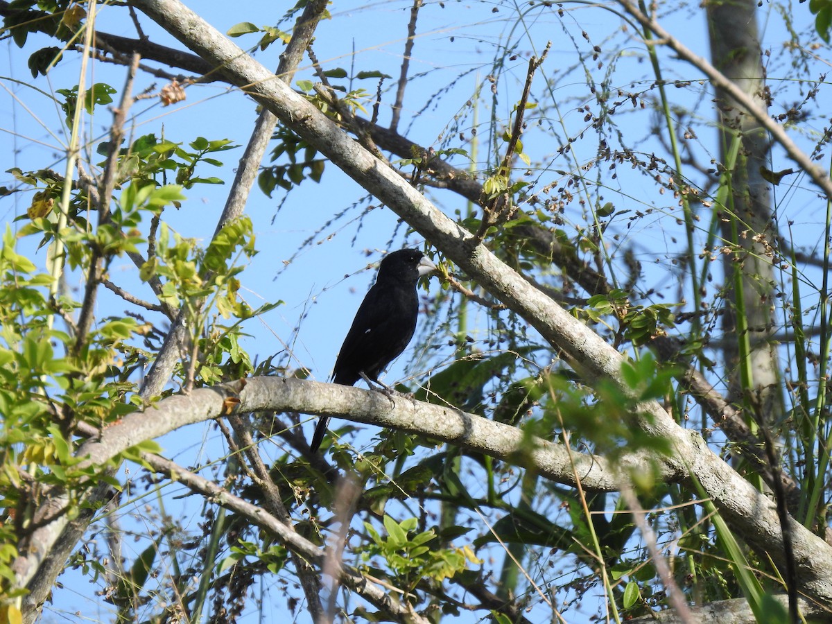 Large-billed Seed-Finch - ML633780693