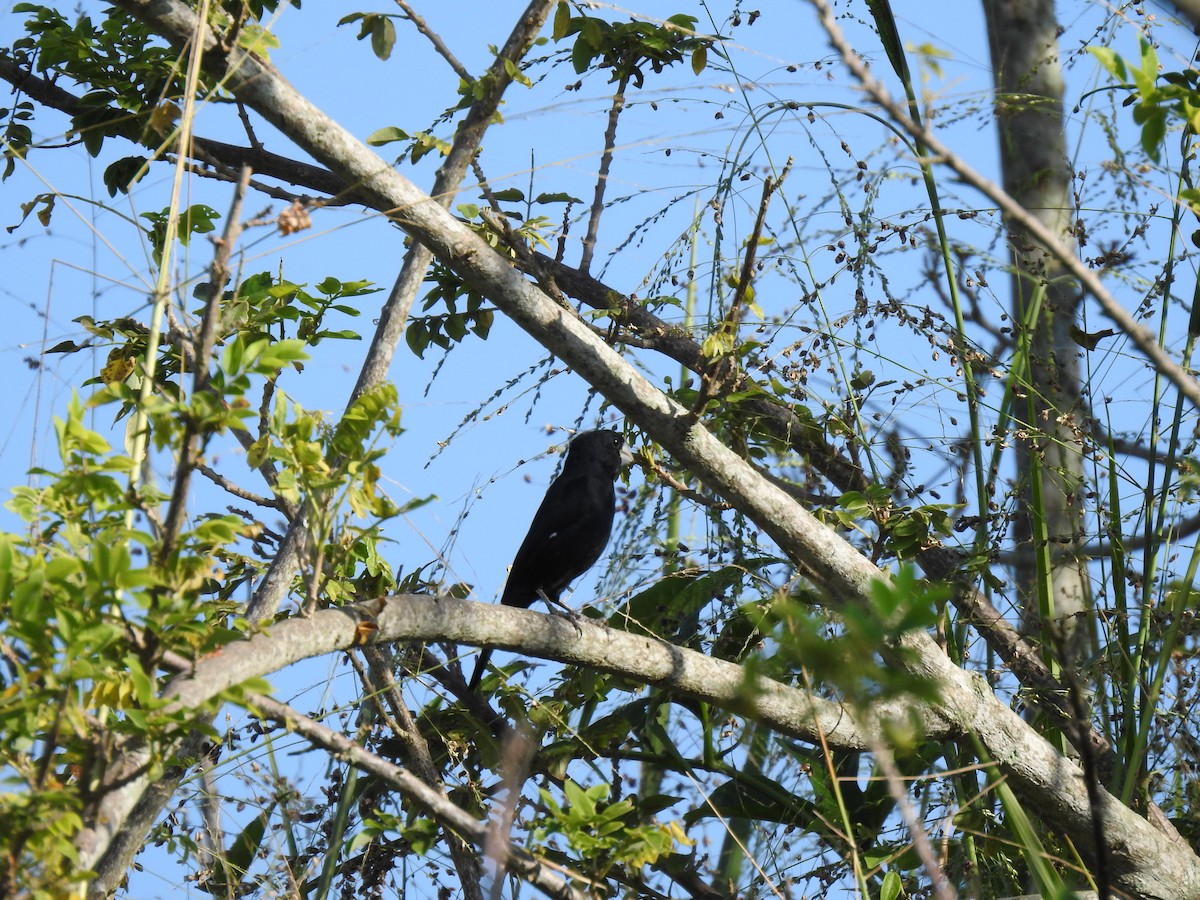Large-billed Seed-Finch - ML633780694