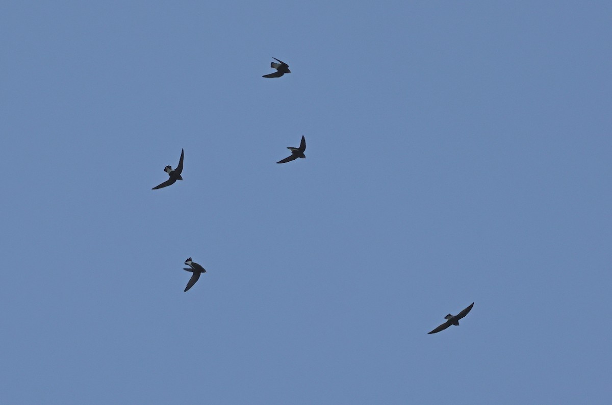 Silver-backed Needletail - ML633780708