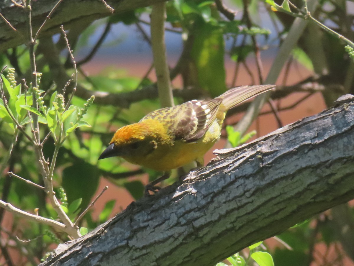 Piranga Estriada - ML633780717