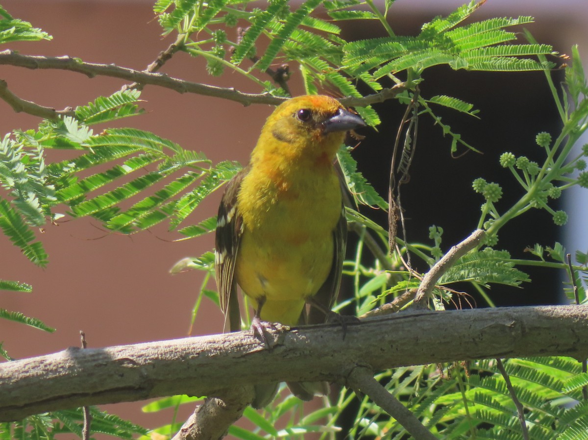 Piranga Estriada - ML633780738