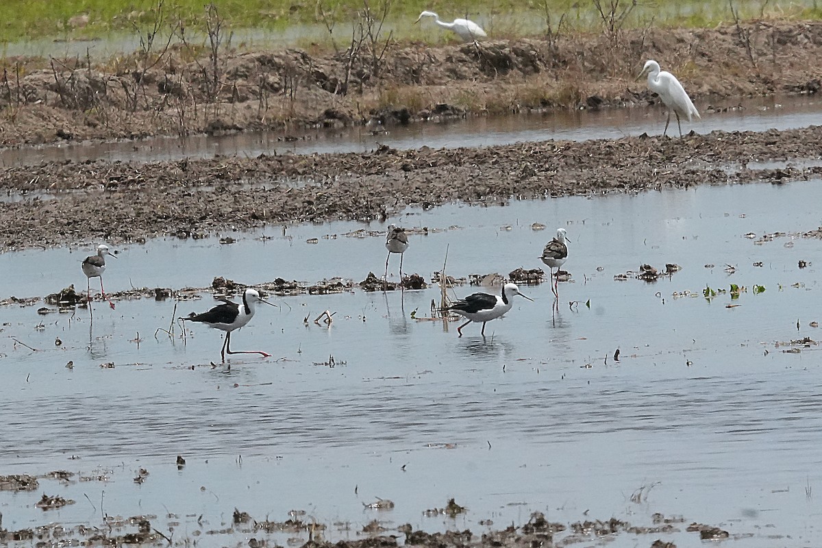 Pied Stilt - ML633780797