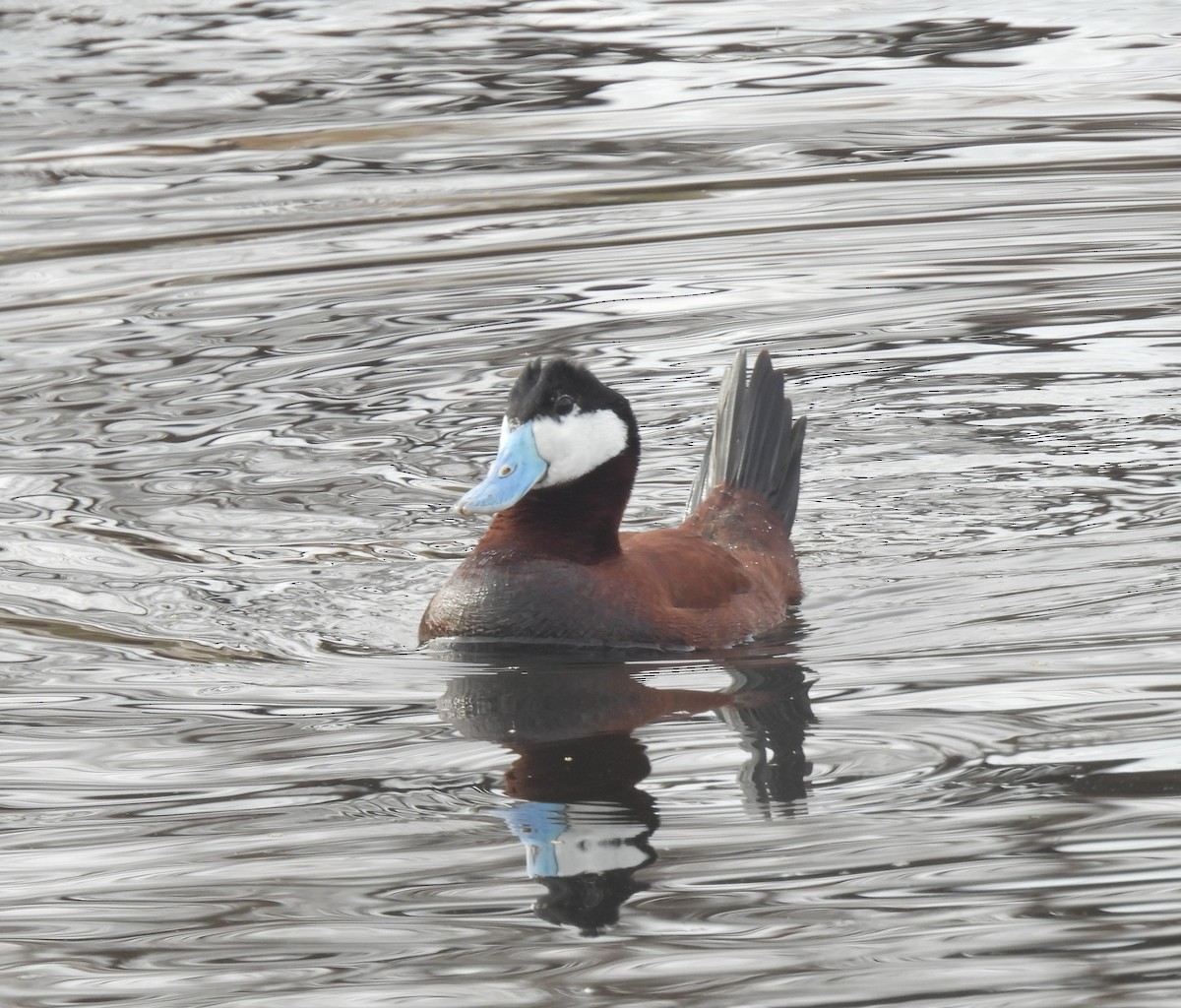 Ruddy Duck - ML633780812