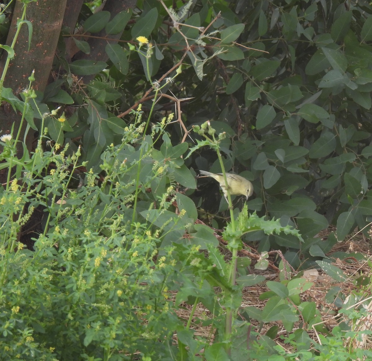 Orange-crowned Warbler - ML633780847