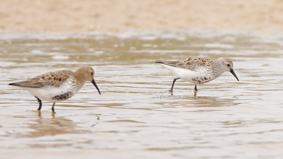 Dunlin (arctica) - Gonzalo Pardo