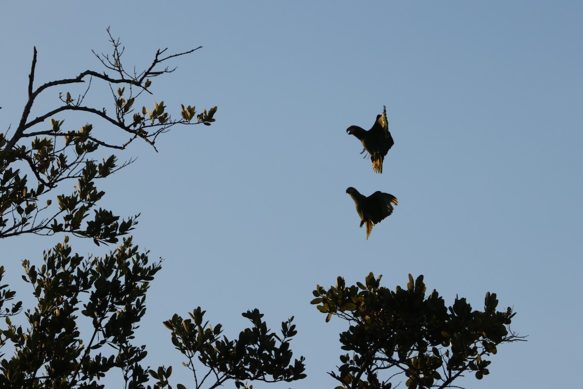 Orange-winged Amazon - ML633781134