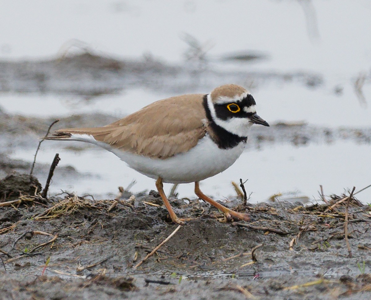 Нарийн хиазат - ML633781266