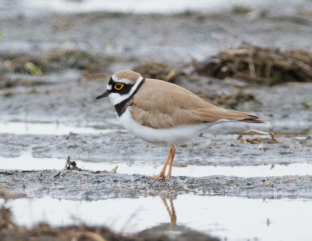 Нарийн хиазат - ML633781270