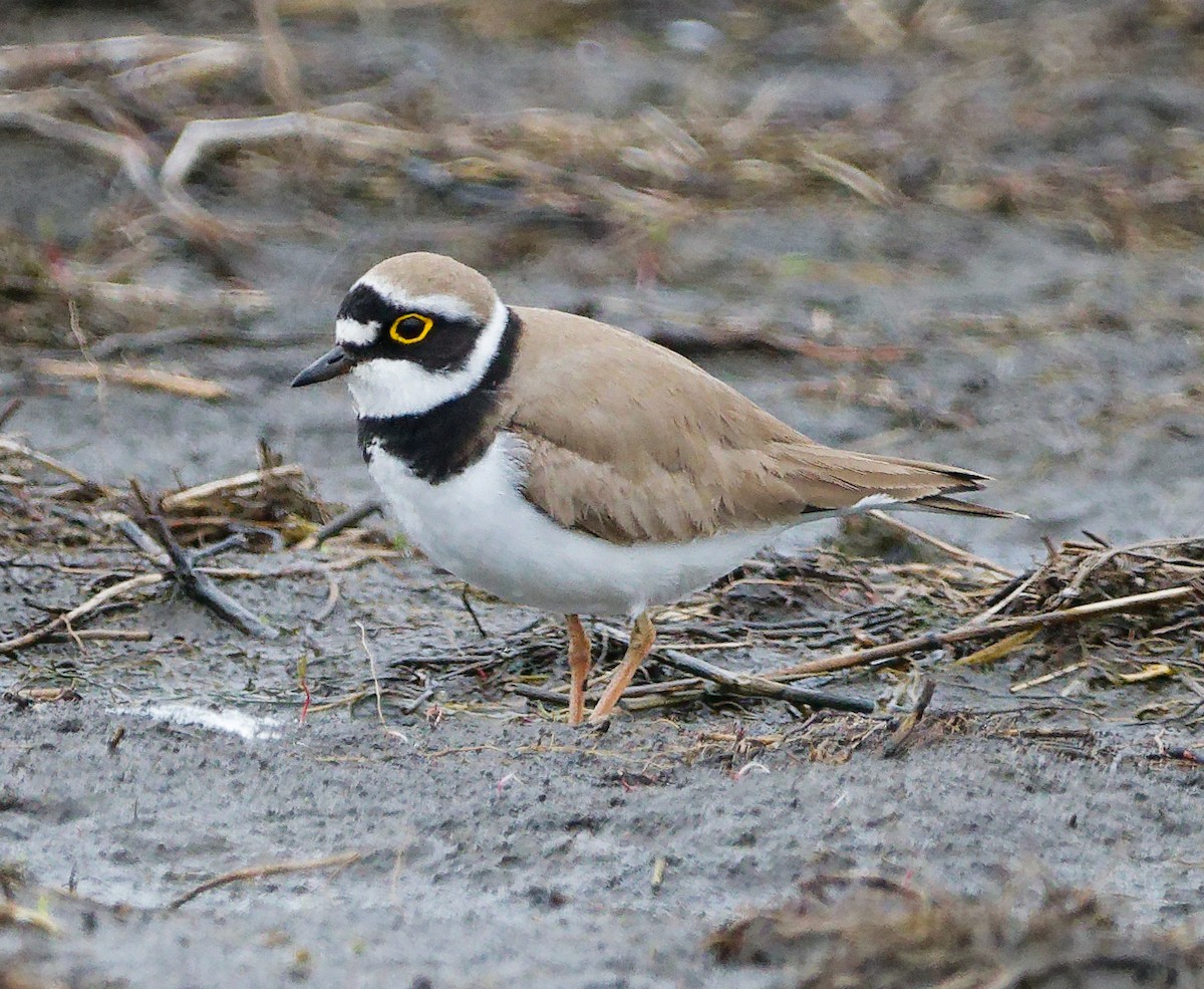 Нарийн хиазат - ML633781271