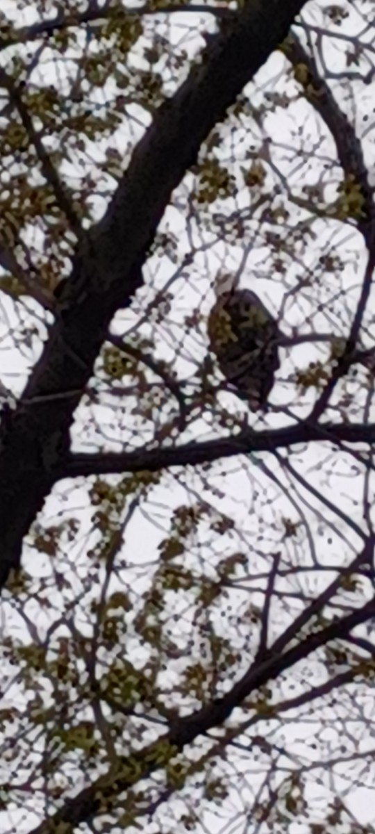 orel bělohlavý - ML633781277