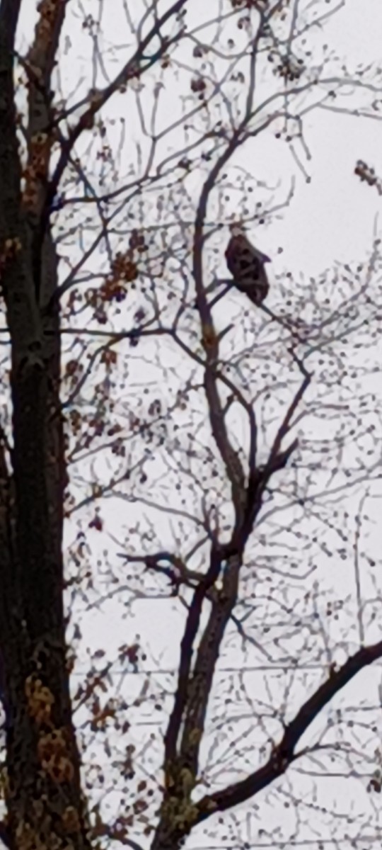 orel bělohlavý - ML633781278