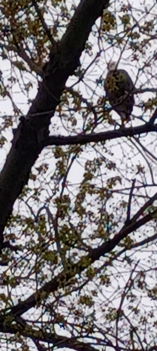 orel bělohlavý - ML633781279