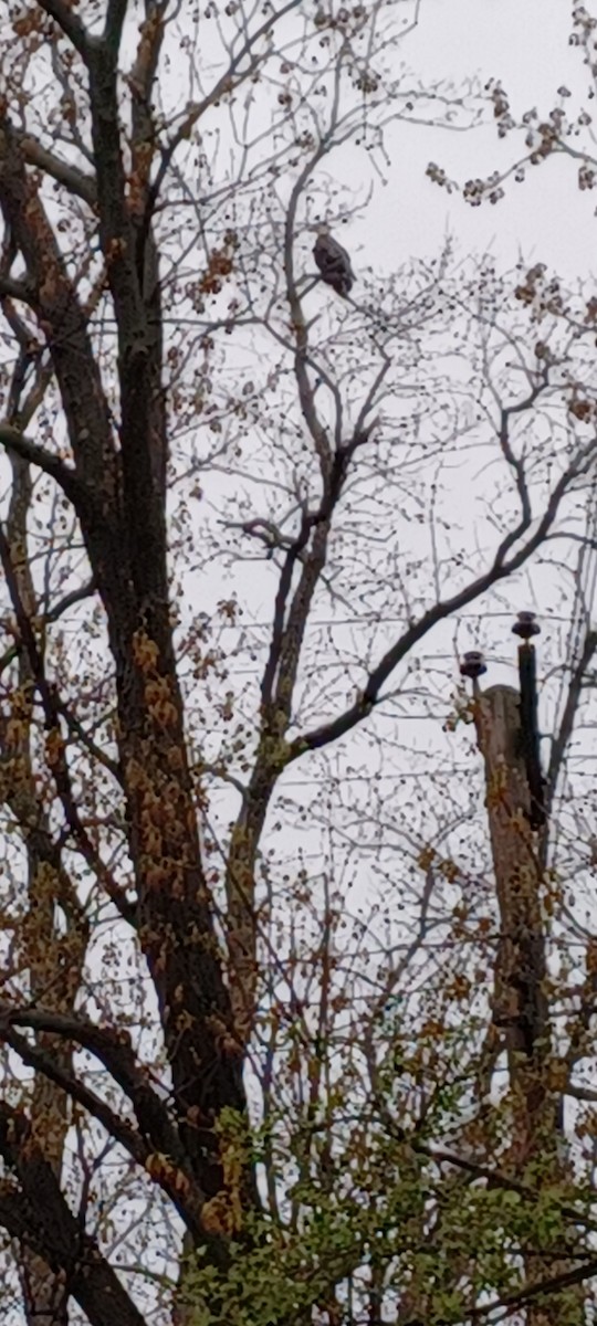 orel bělohlavý - ML633781283