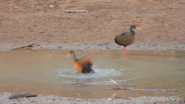 Gray-cowled Wood-Rail - ML633781379
