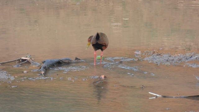 Gray-cowled Wood-Rail - ML633781454