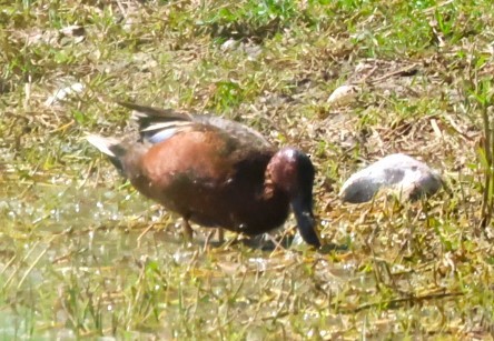 Cinnamon Teal - ML633781459