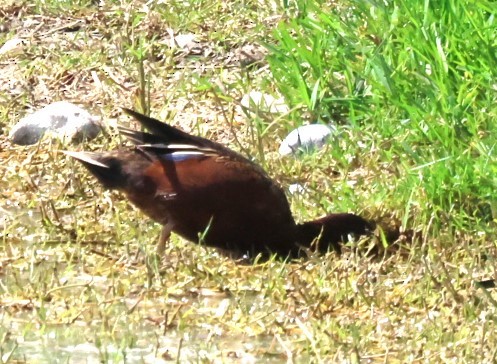 Cinnamon Teal - ML633781463