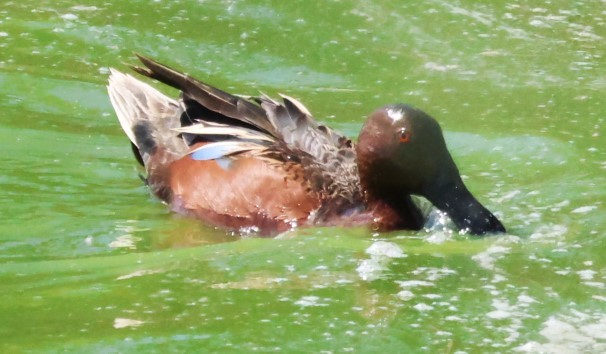 Cinnamon Teal - ML633781468