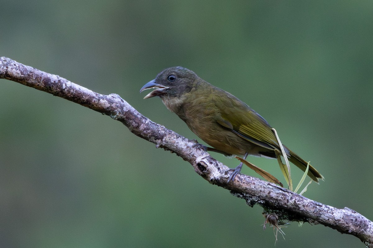 Ochre-breasted Tanager - ML633781470