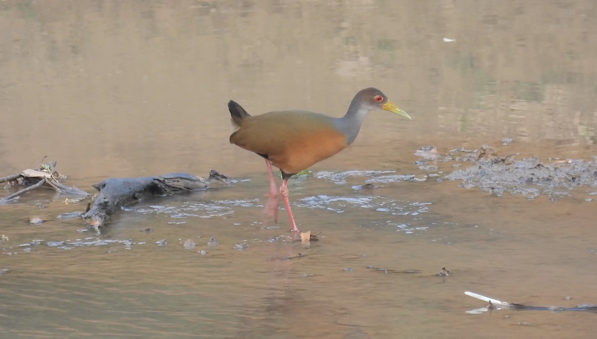 Gray-cowled Wood-Rail - ML633781475