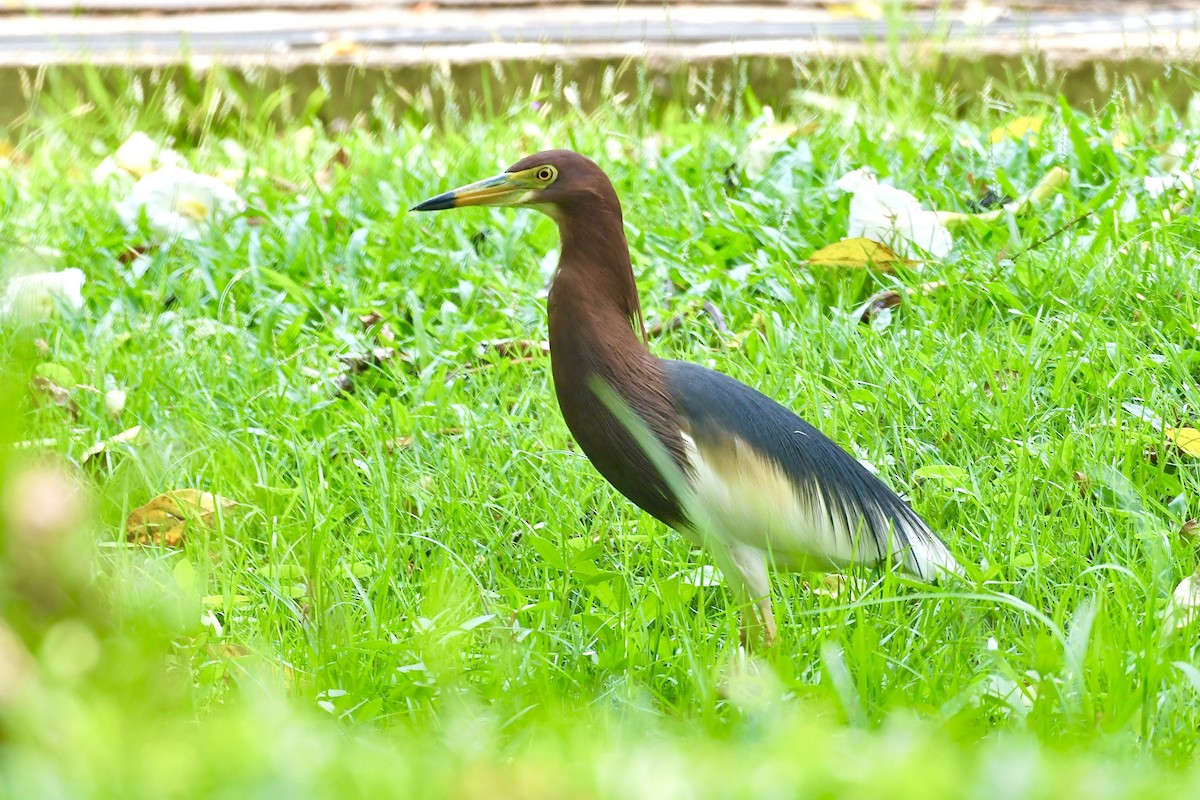 Цагаан сахлаг дэглэй - ML633781546