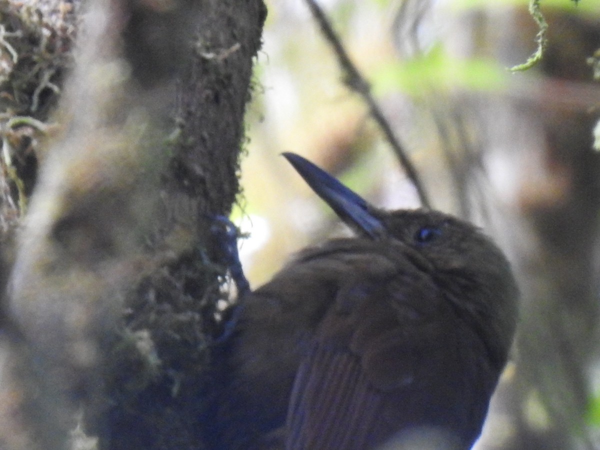 Tyrannine Woodcreeper - ML633781657