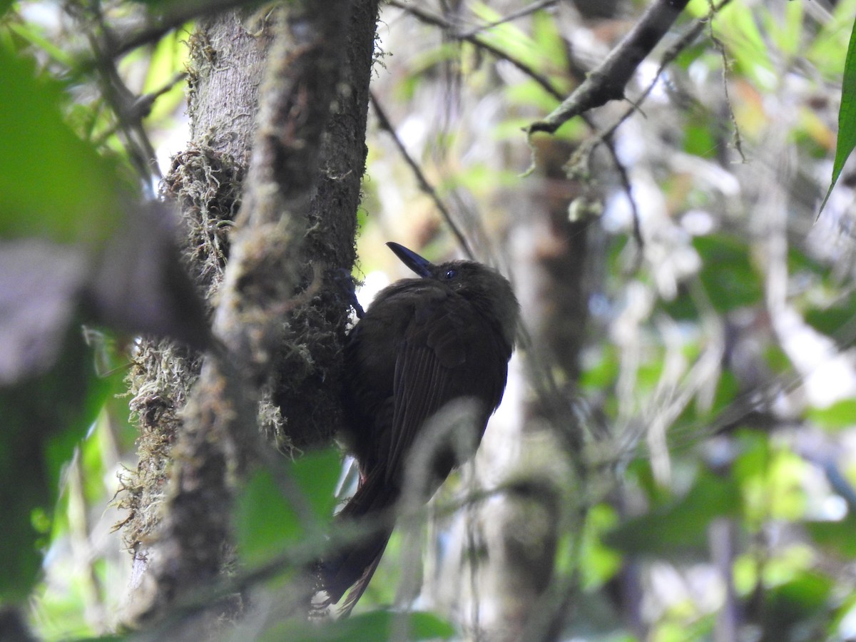 Tyrannine Woodcreeper - ML633781658