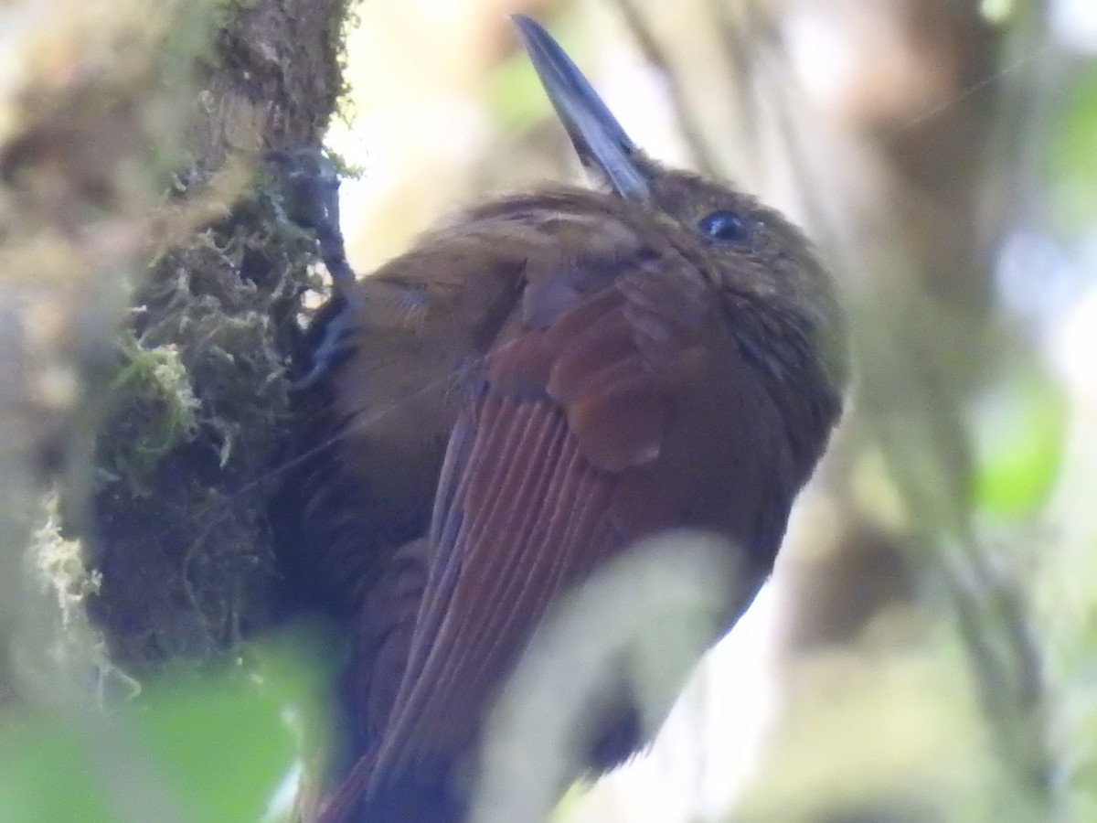 Tyrannine Woodcreeper - ML633781659