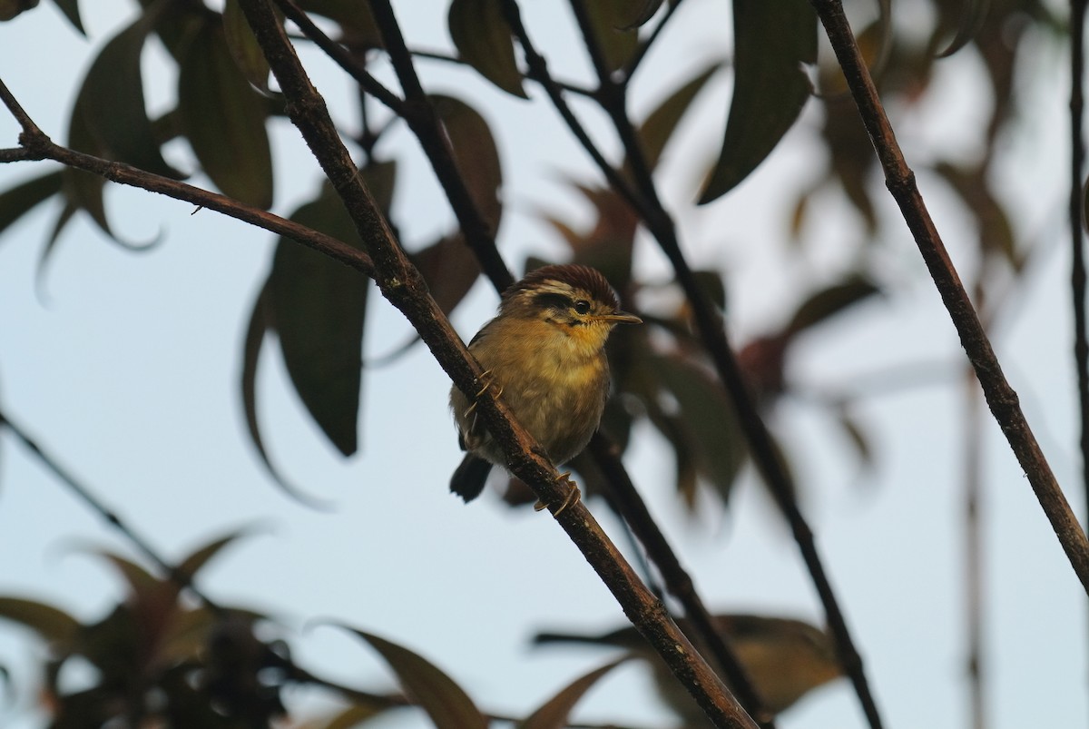 クリボウシチメドリ - ML633781686