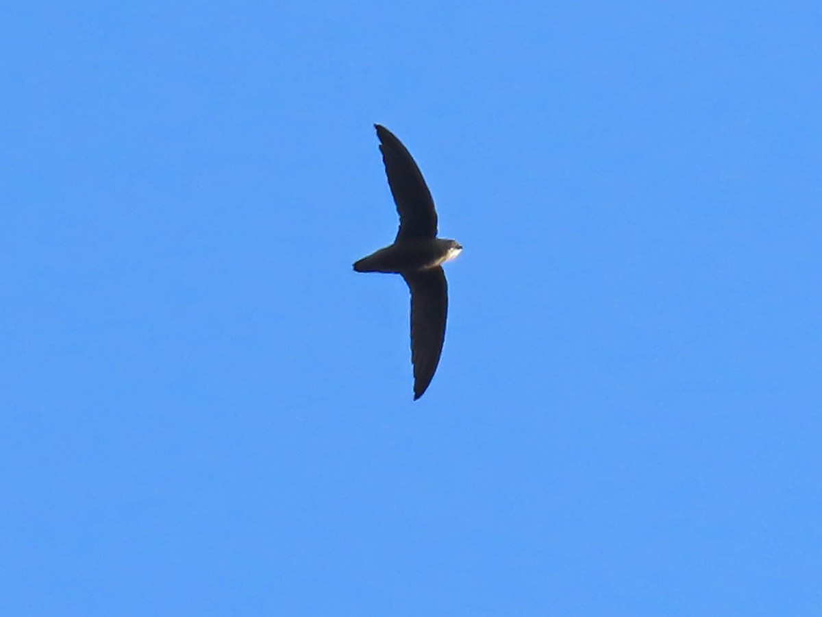 Sick's Swift - ML633781768