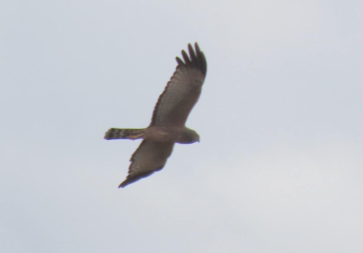Spotted Harrier - ML633781802