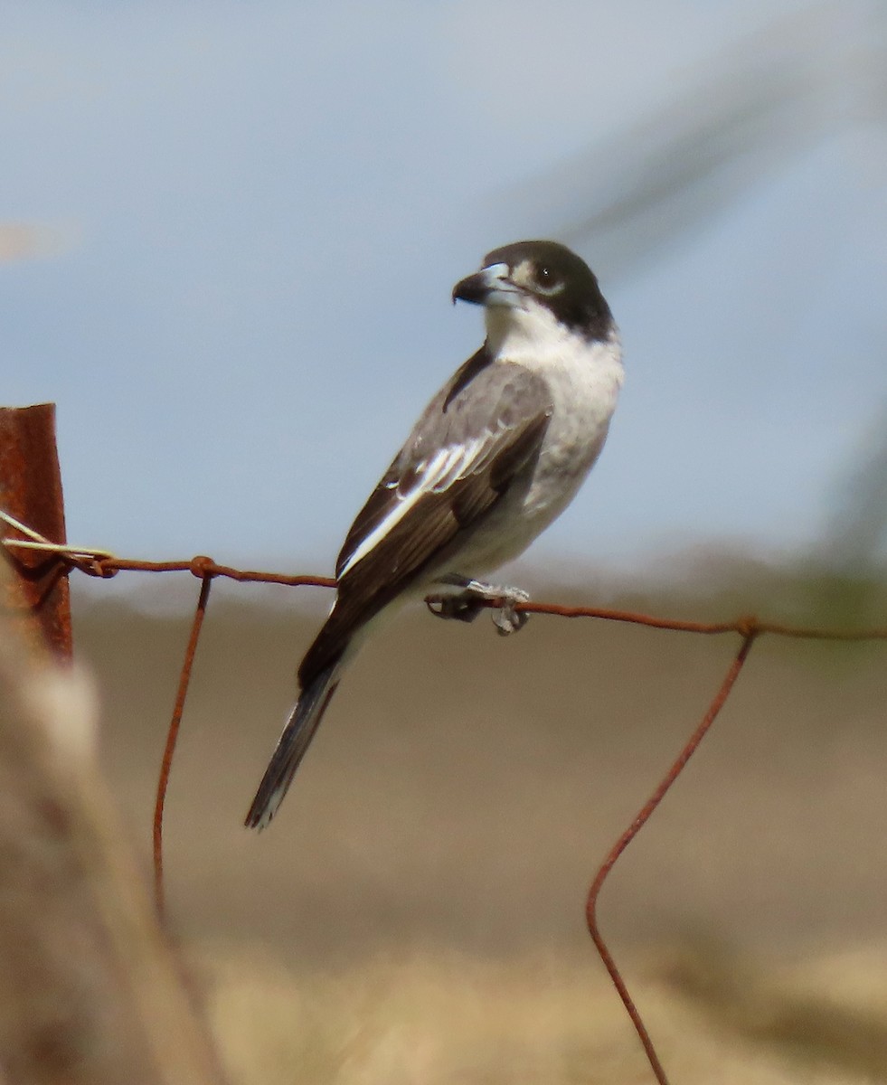 Gray Butcherbird - ML633781807