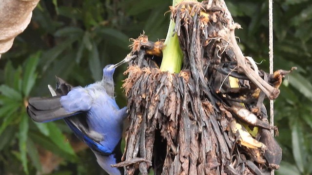 Violaceous Jay - ML633781834