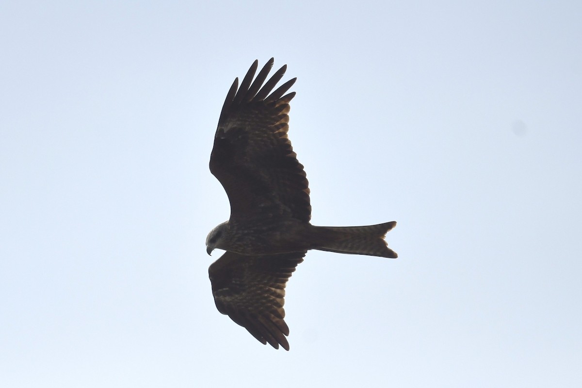 Black Kite - ML633781999