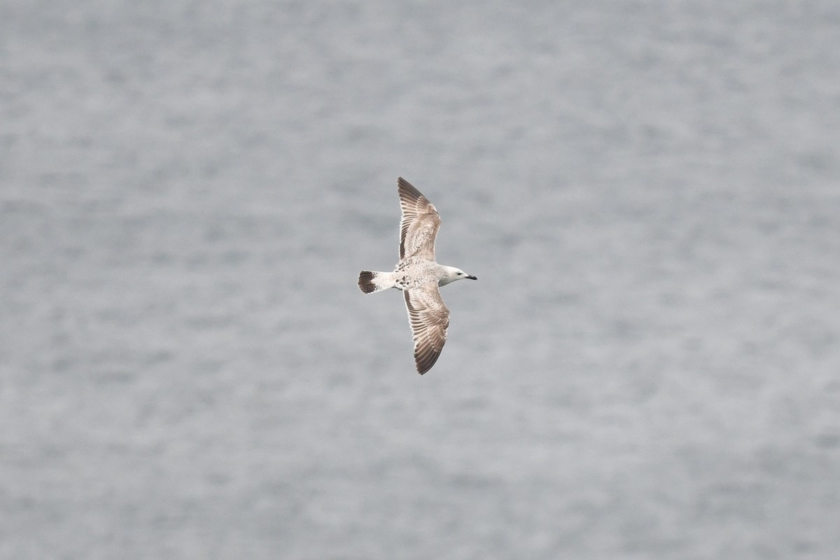 Caspian Gull - ML633782014