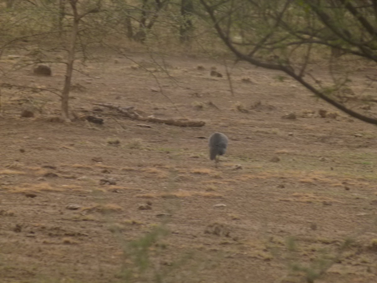 Helmeted Guineafowl - ML633782055