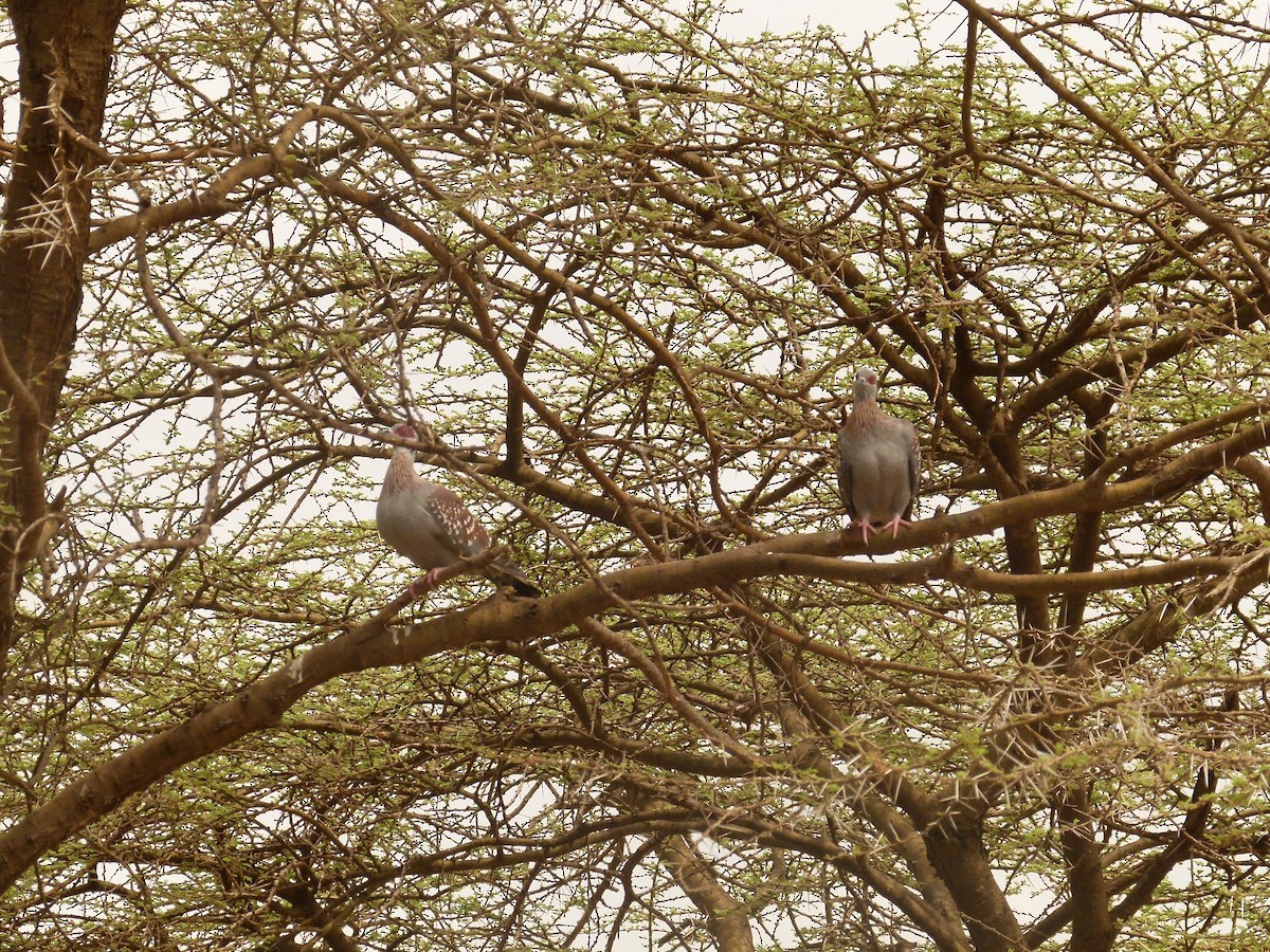 Speckled Pigeon - ML633782081