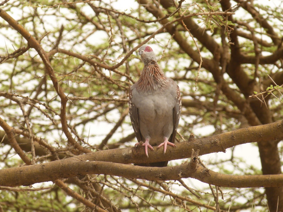 Speckled Pigeon - ML633782082