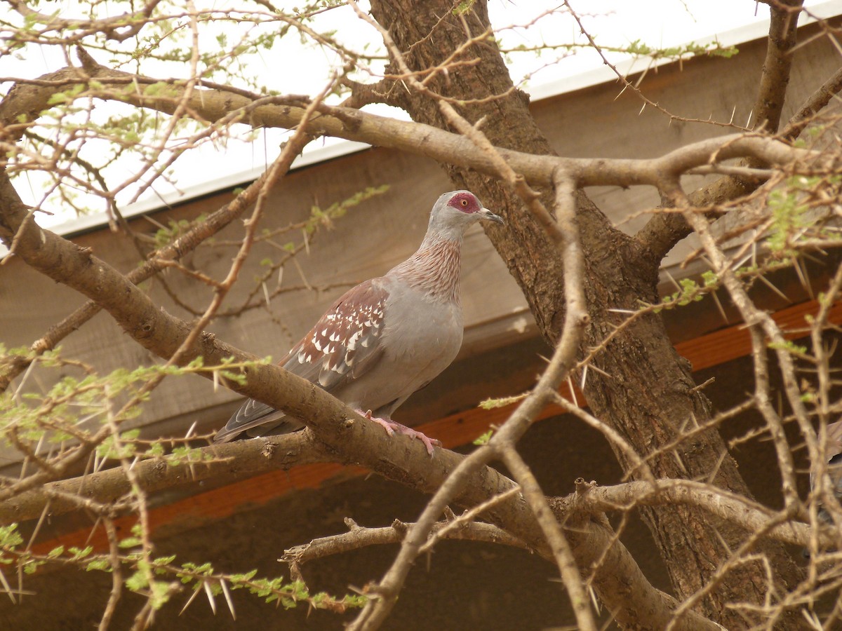 Speckled Pigeon - ML633782083