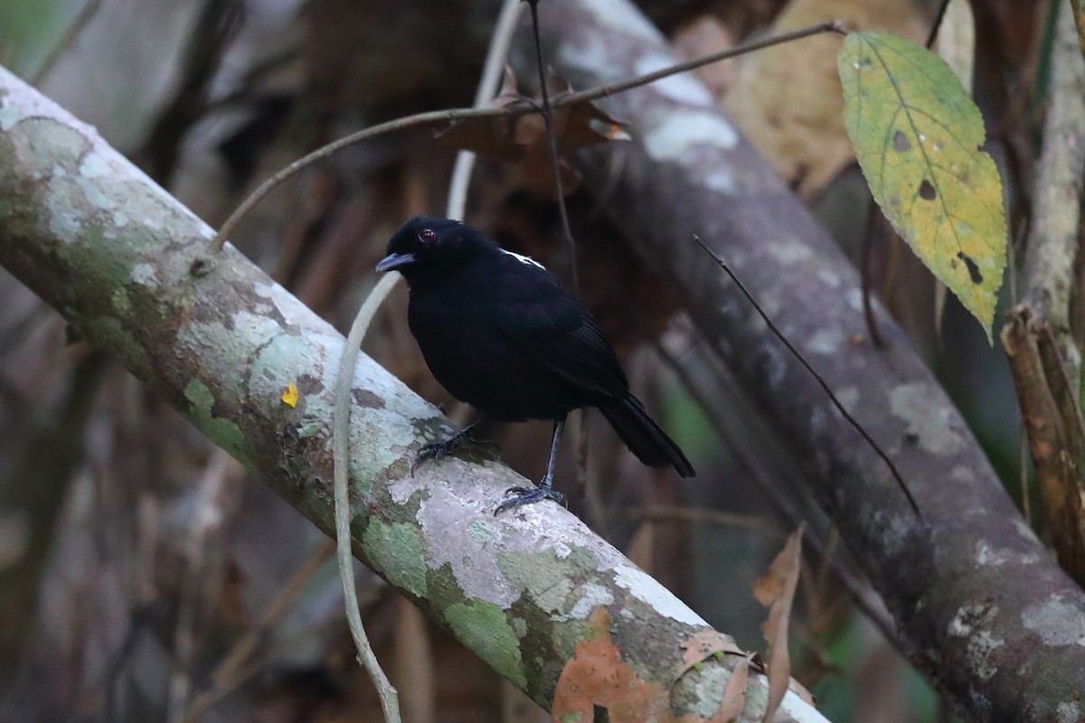 East Amazonian Fire-eye - ML633782268