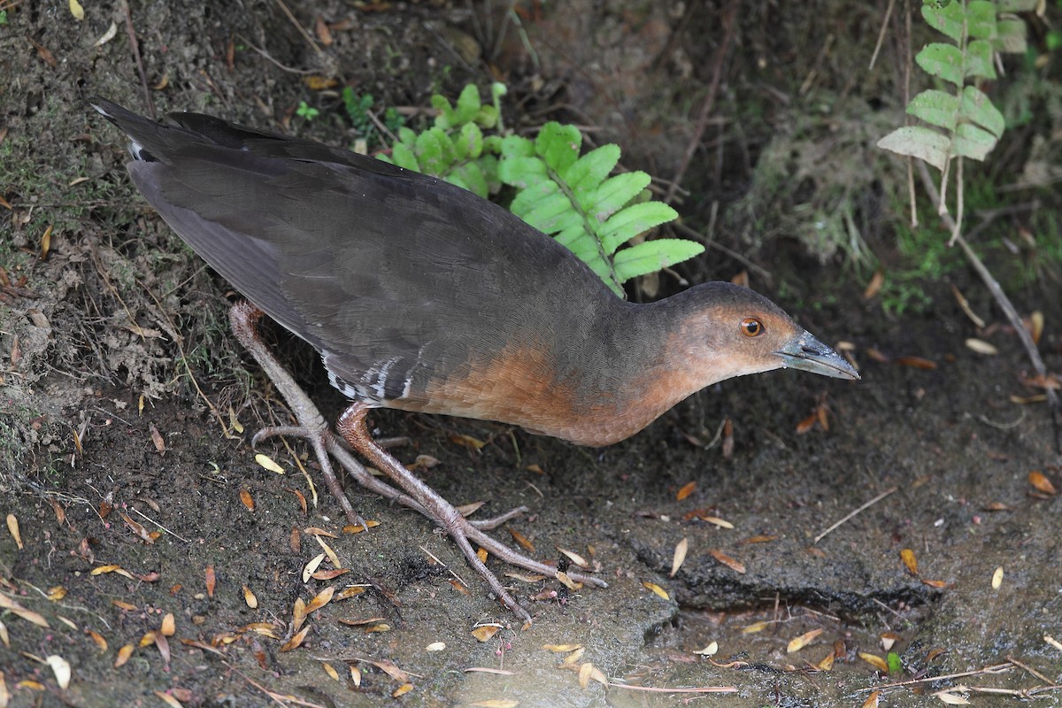 Band-bellied Crake - ML633782316