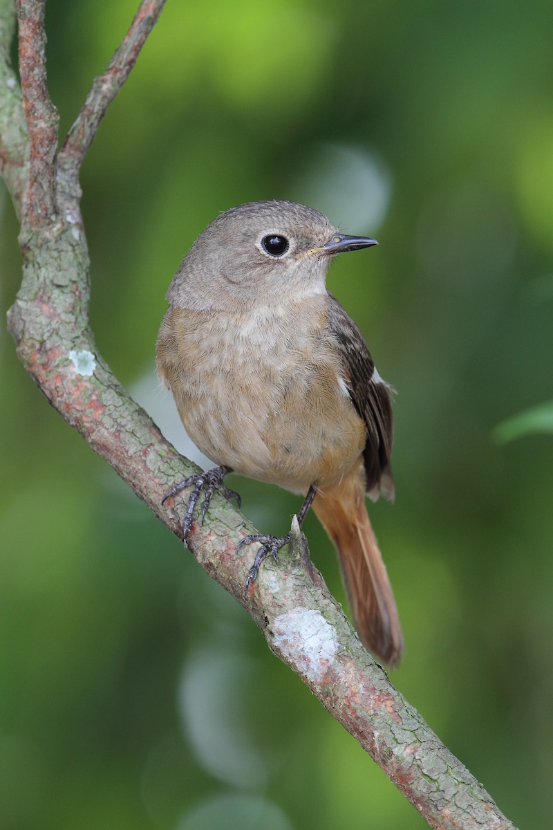 Daurian Redstart - ML633782771
